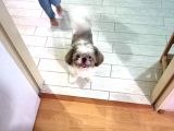 10 Aylık Shih Tzu