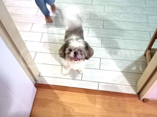 10 Aylık Shih Tzu