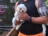 Sıfır Numara Terrier Yavrularımız