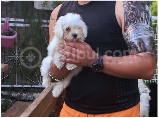 Sıfır Numara Terrier Yavrularımız görsel
