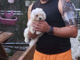 Sıfır Numara Terrier Yavrularımız