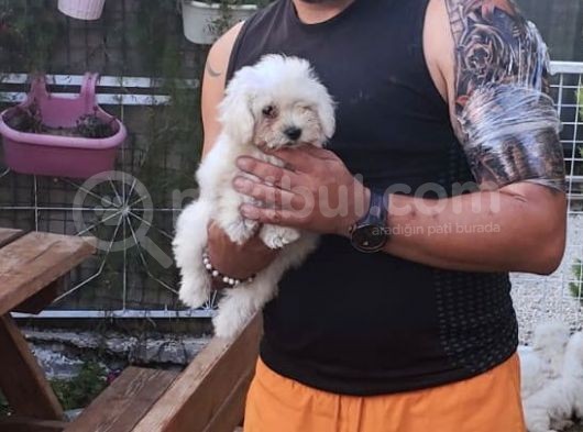 Sıfır Numara Terrier Yavrularımız görsel