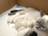 Safkan British Shorthair Blue Point