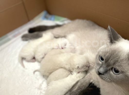 Safkan British Shorthair Blue Point