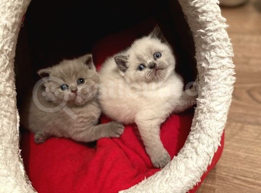 Safkan British Shorthair Blue Point görsel