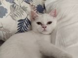 6 Aylık Beyaz British Shorthair