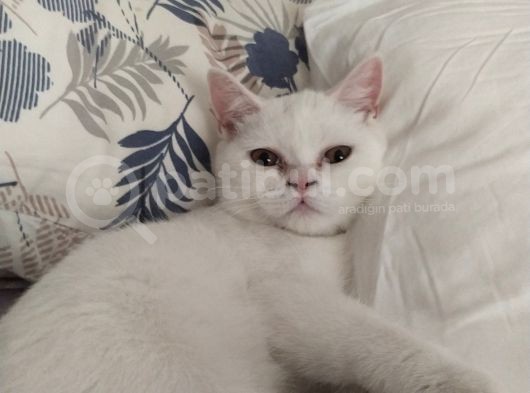 6 Aylık Beyaz British Shorthair görsel