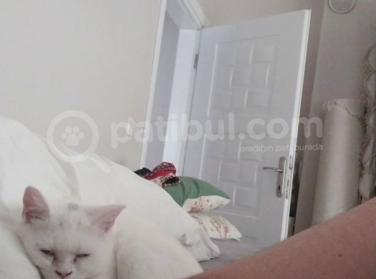 6 Aylık Beyaz British Shorthair