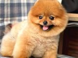 Pomerian Boo