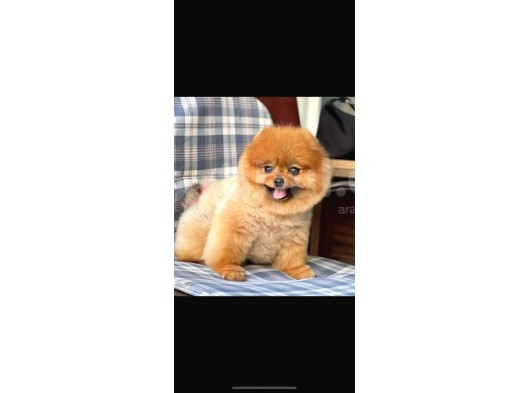 Pomerian Boo görsel
