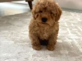 Toy Poodle