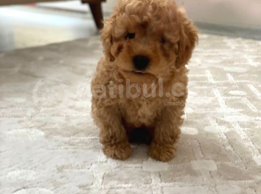 Toy Poodle görsel