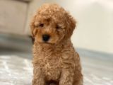 Toy Poodle