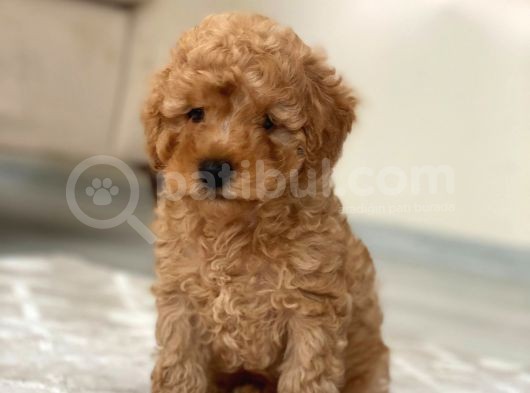 Toy Poodle görsel