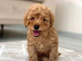Toy Poodle