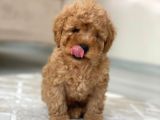 Toy Poodle