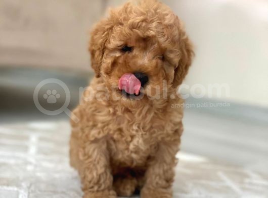 Toy Poodle görsel