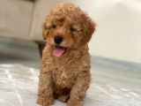 Toy Poodle