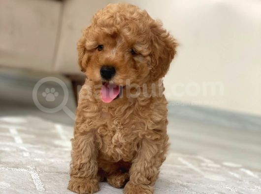 Toy Poodle görsel