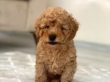 Toy Poodle