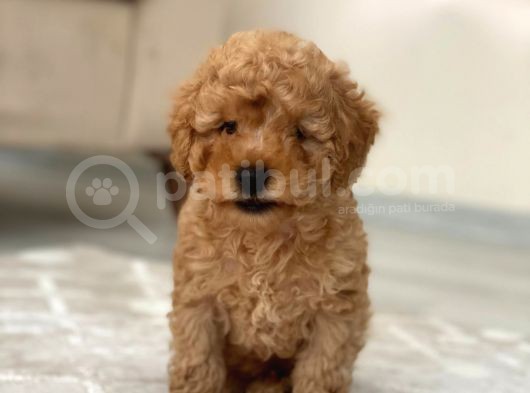 Toy Poodle görsel