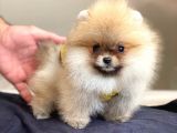 Pomerian Boo