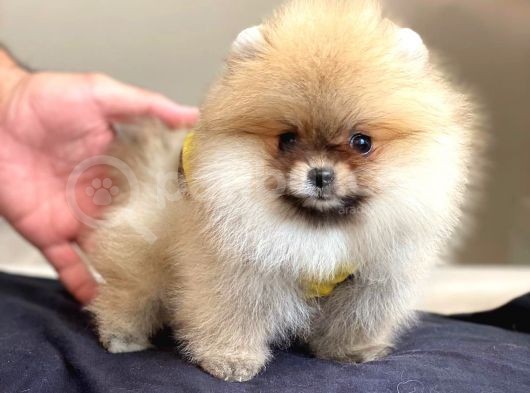 Pomerian Boo görsel