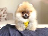 Pomerian Boo