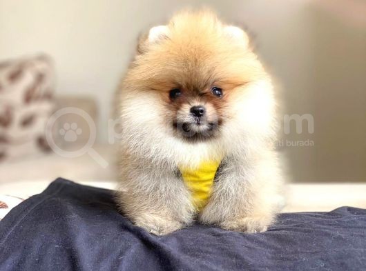 Pomerian Boo görsel