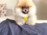 Pomerian Boo