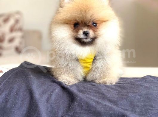 Pomerian Boo görsel