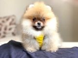 Pomerian Boo