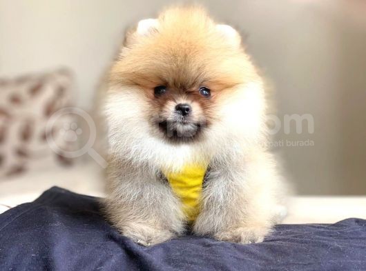 Pomerian Boo