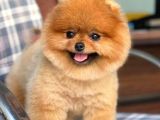 Pomerian Boo
