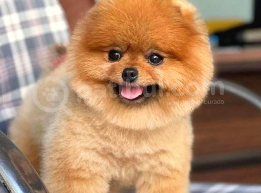 Pomerian Boo görsel