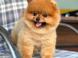 Pomerian Boo