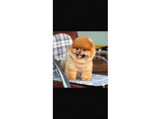Pomerian Boo görsel