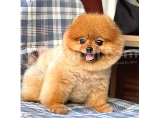 Pomerian Boo