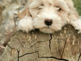 Tüy Yumağı Maltipoo Bebekler