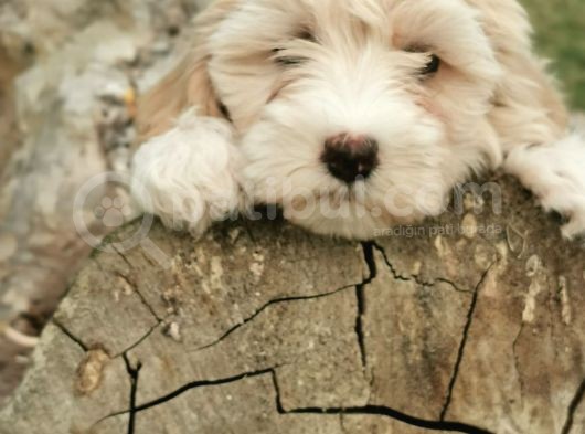 Tüy Yumağı Maltipoo Bebekler