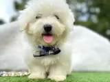 Maltis Terrier
