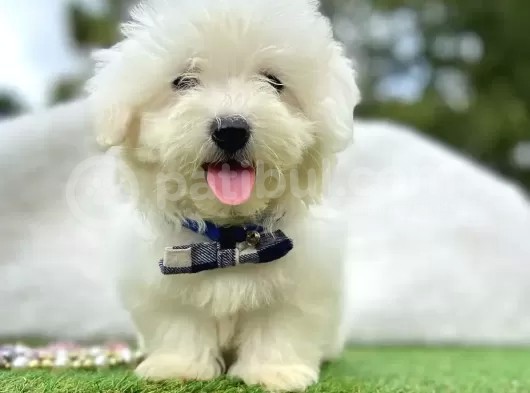 Maltis Terrier görsel
