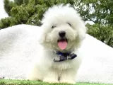 Maltis Terrier