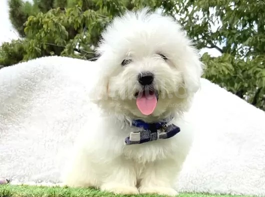 Maltis Terrier