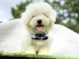 Maltis Terrier