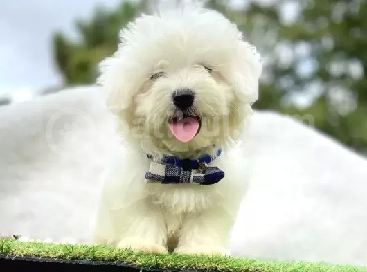 Maltis Terrier görsel