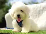 Maltis Terrier