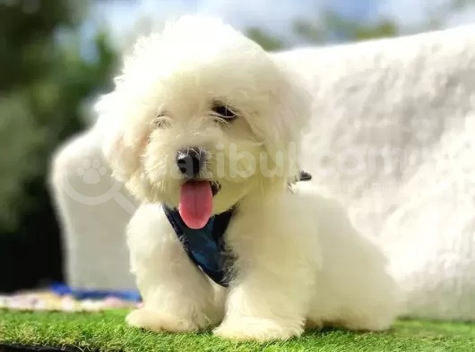 Maltis Terrier görsel