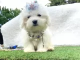 Maltis Terrier