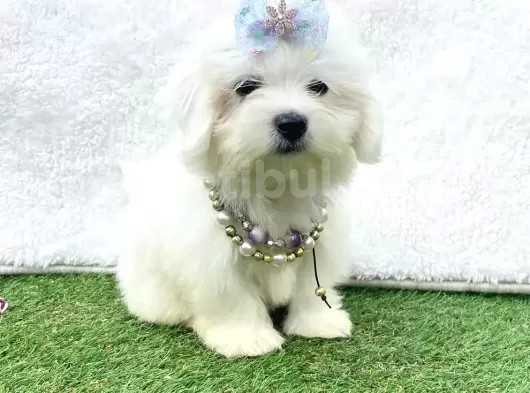 Maltis Terrier görsel